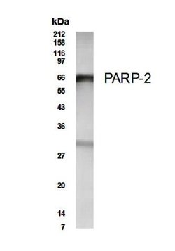 PARP2 Antibody - Unpurified, Novus Biologicals 0.025 mL; Unconjugated:Antibodies,